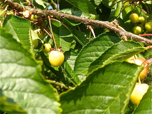 P6269889