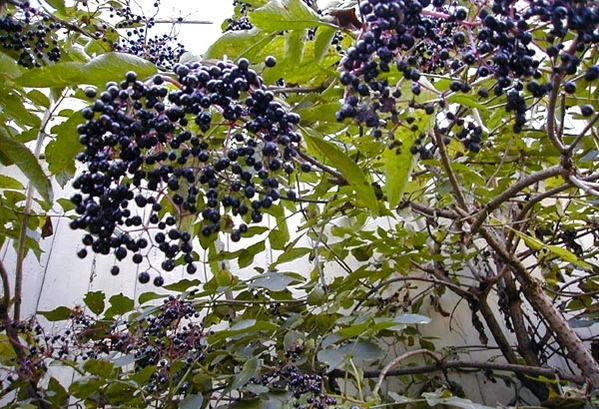 holunder_beeren