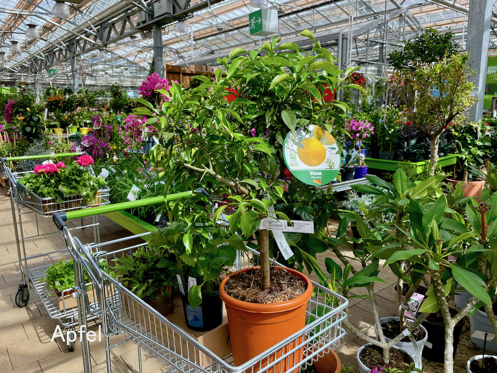 柚子の花が咲きました スイスの街角から 柚子の花が咲きました スイスの街角から