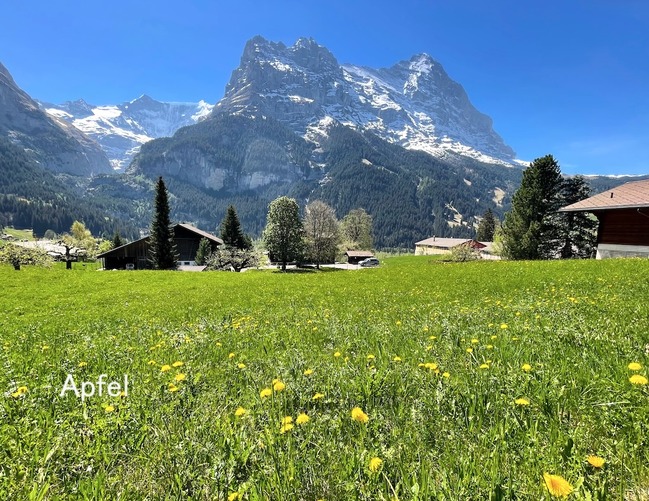 春爛漫のグリンデルワルト🇨🇭 : スイスの街角から