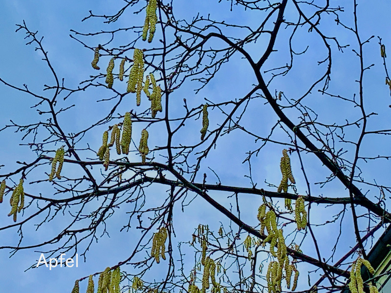 花粉は飛べど 春まだ遠し スイスの街角から 花粉は飛べど 春まだ遠し スイスの街角から