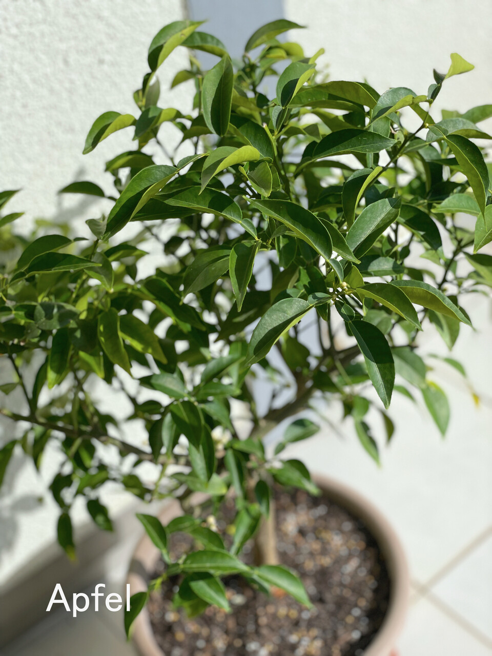柚子の花が咲きました スイスの街角から 柚子の花が咲きました スイスの街角から