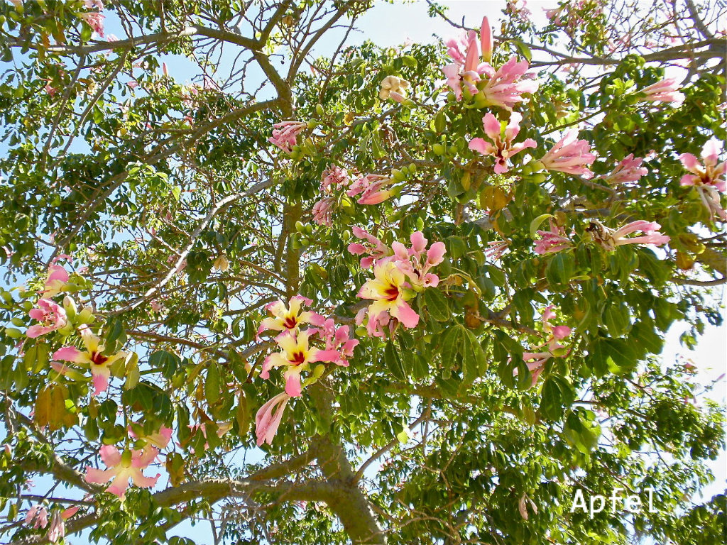 この木なんの木 名前を知らない南国の花 スイスの街角から