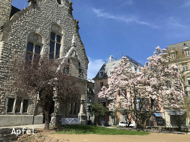 マグノリアが満開！ : スイスの街角から