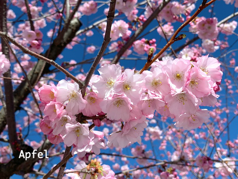 今年もスイスの桜が咲きました。 : スイスの街角から