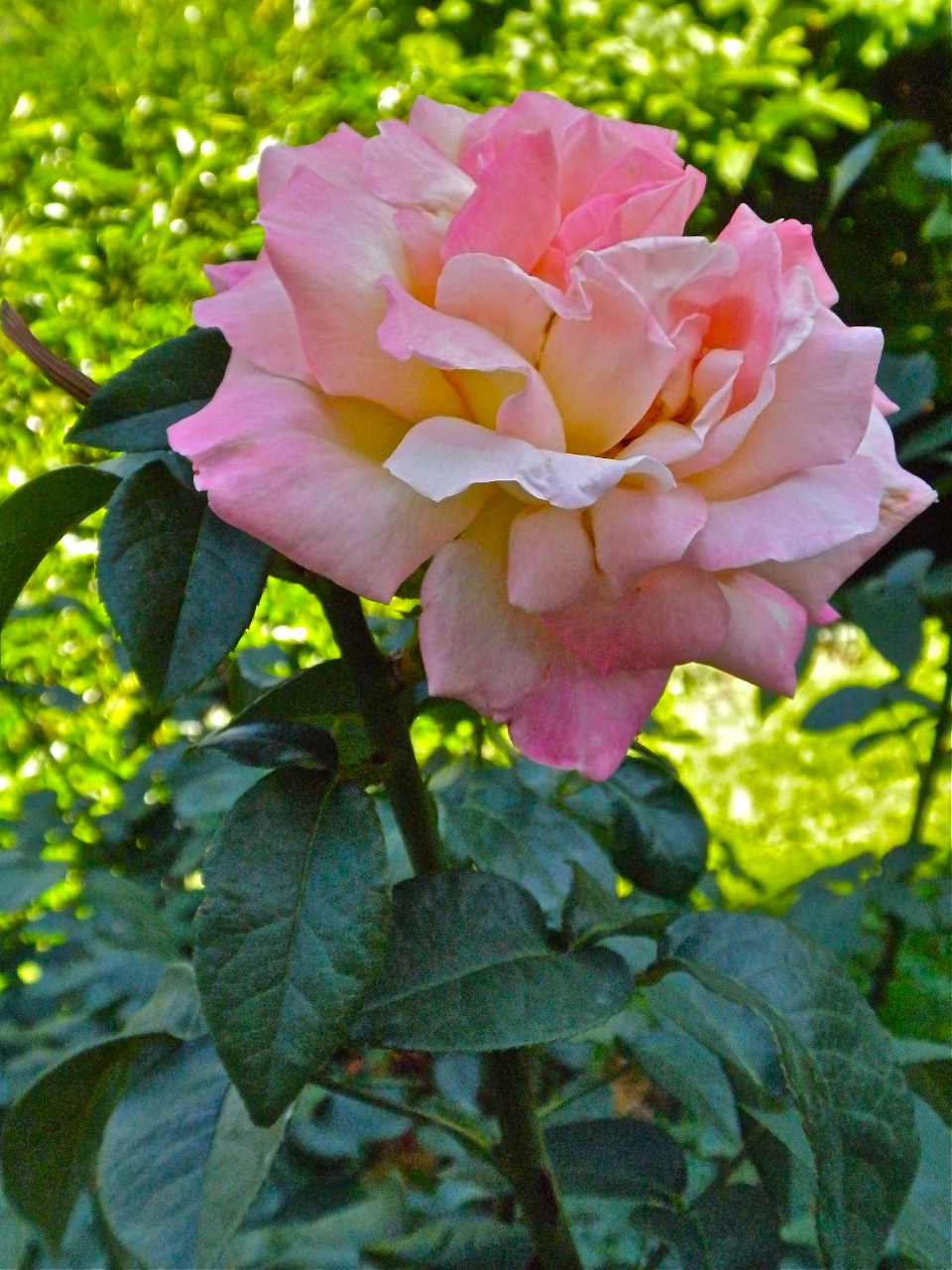 湖畔のバラ園の薔薇、美しく咲いています! : スイスの街角から 湖畔のバラ園の薔薇、美しく咲いています! : スイスの街角から