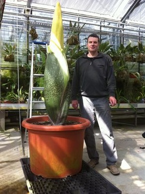 20110419-corpse-flower-001~s400x400