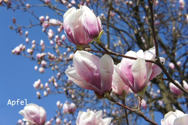 マグノリアの花が咲きました スイスの街角から