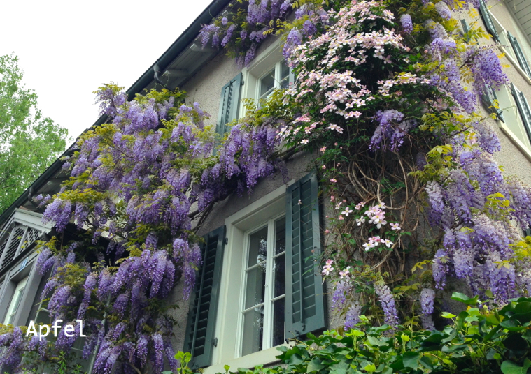 藤の花が満開です スイスの街角から
