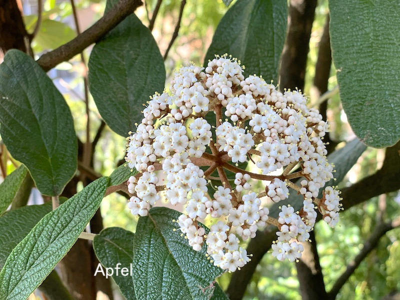 スイス生活 19年目 スイスの街角から
