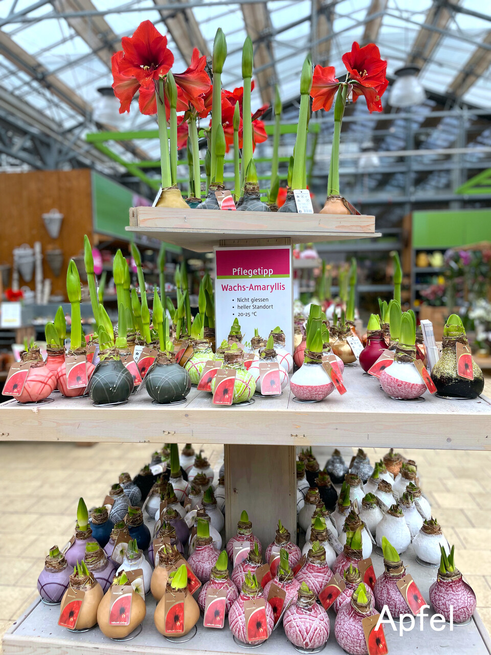 ポインセチアとクリスマスローズ : スイスの街角から