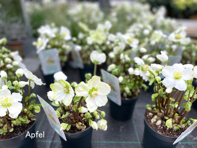 ポインセチアとクリスマスローズ : スイスの街角から