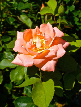 P7190594