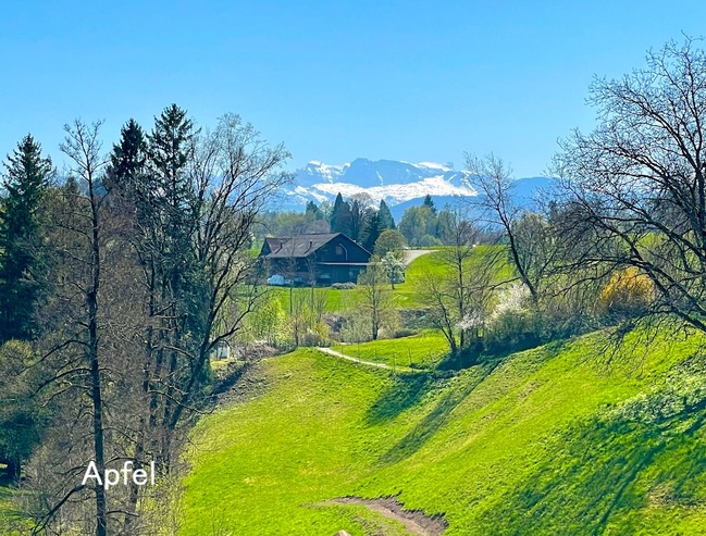 最近の我が家（2026年4月）