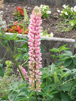 P6099412