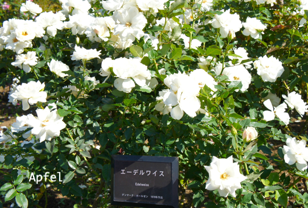 エーデルワイスという名の薔薇の花 スイスの街角から