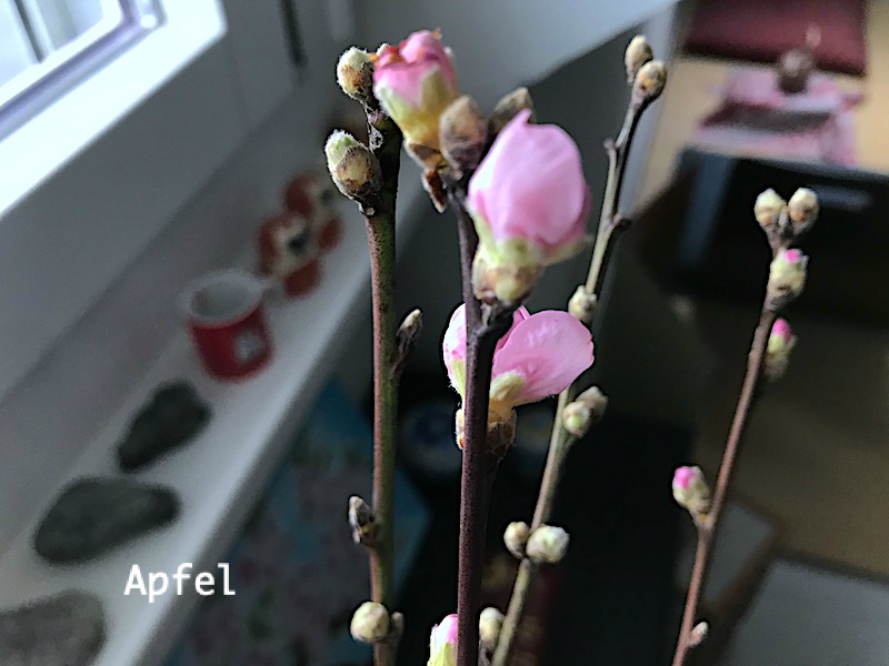 スーパーで桃の花を買う スイスの街角から