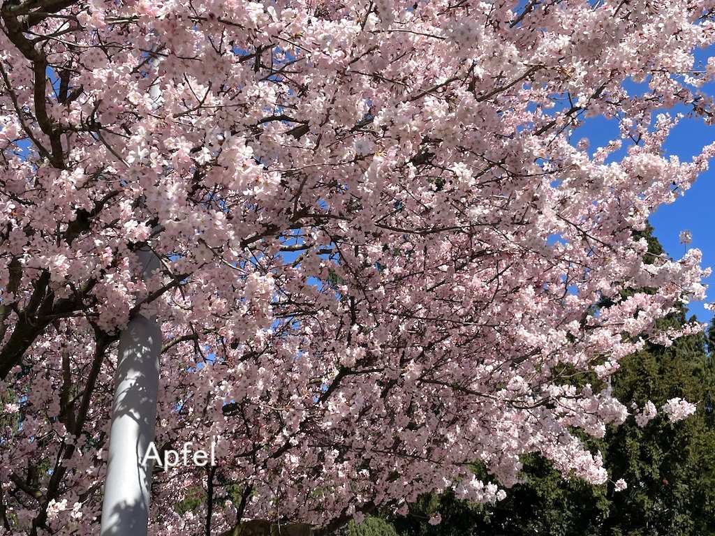 桜咲く🇨🇭 : スイスの街角から