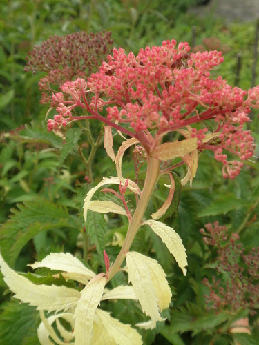 P6089363