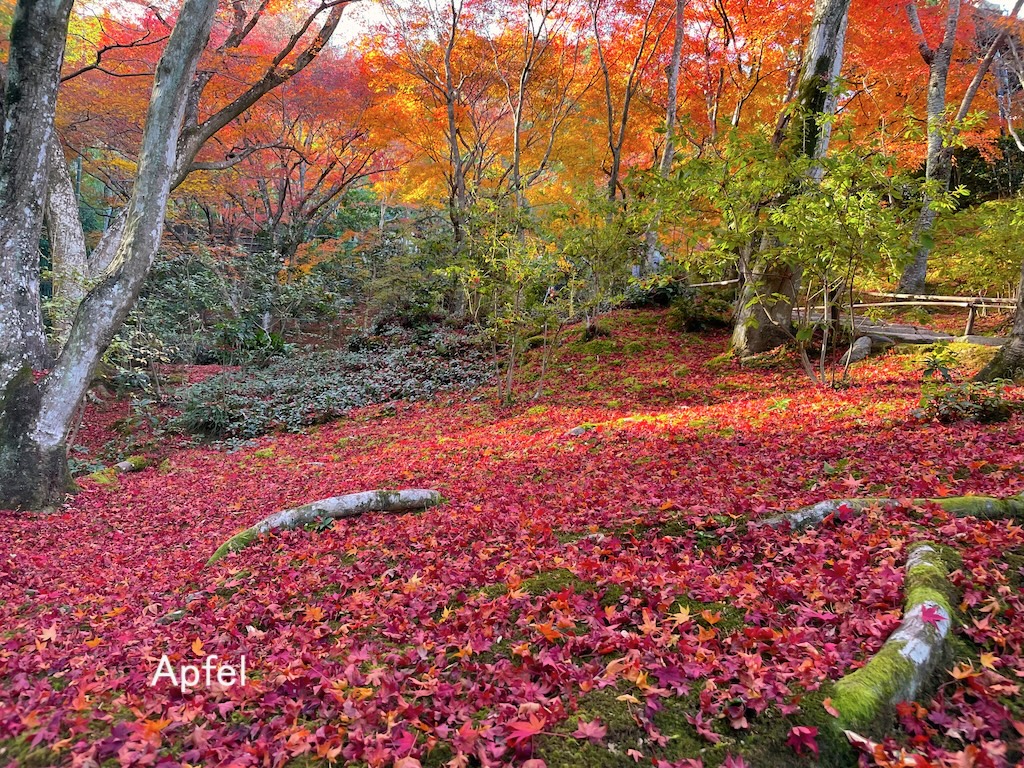 風景画「紅葉の常寂光寺Ⅱ」油彩画 F10 京都・嵯峨野 張りキャンバス・額なし 風景画「紅葉の常寂光寺Ⅱ」油彩画 F10 京都・嵯峨野 張り