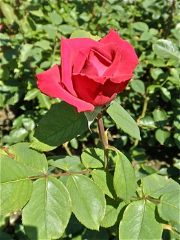 P7190580