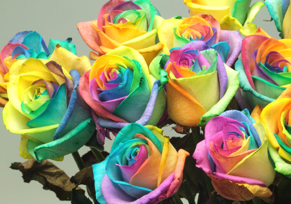 ７色の花びら レインボーローズ スイスの街角から