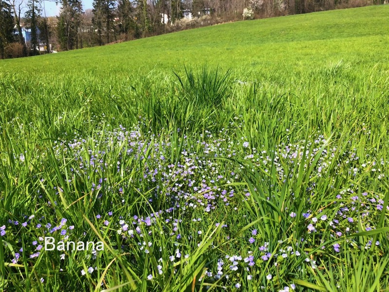 ワクチンパスポート スイスの街角から