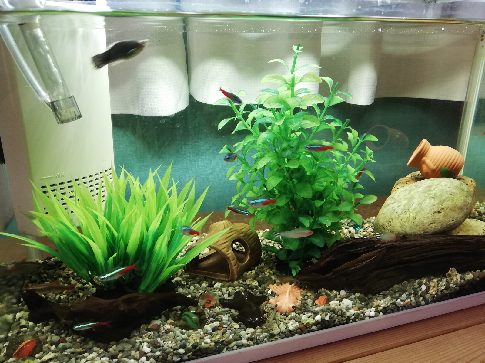 一人時間が楽しくなる 一人暮らしと熱帯魚と私 30代独身女のきままな生活