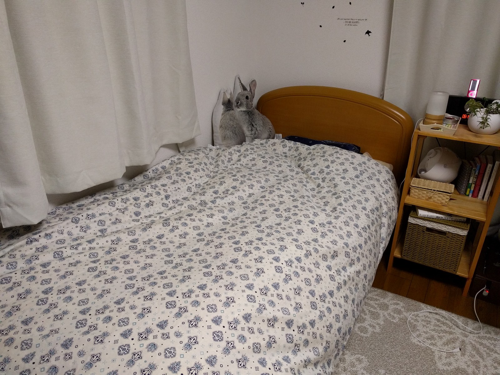 ニトリの新商品ゲット ウサギのクッション 30代独身女のきままな生活