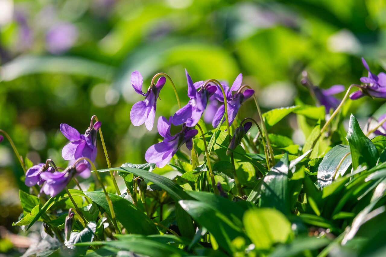Saint Valentinでは スミレ Violette ヴィオ レット も 移住先の静岡沼津からフランス語