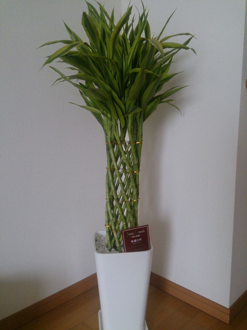 我が家にラッキーがやって来た えり好み