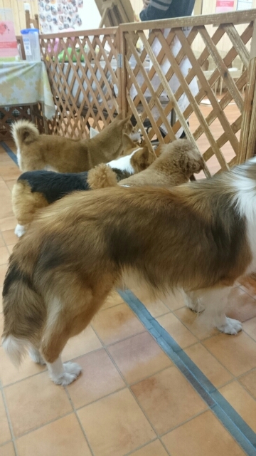 保護犬カフェ長居店に初おじゃま ふたりんぼ 保護犬カフェ長居店に初おじゃま ふたりんぼ