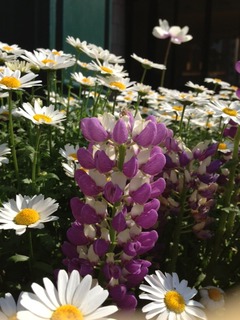 5月6日お花