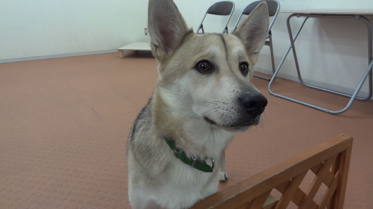 今後の方針 ﾌﾚﾝﾁﾌﾞﾙﾄﾞｯｸﾞまさお日記