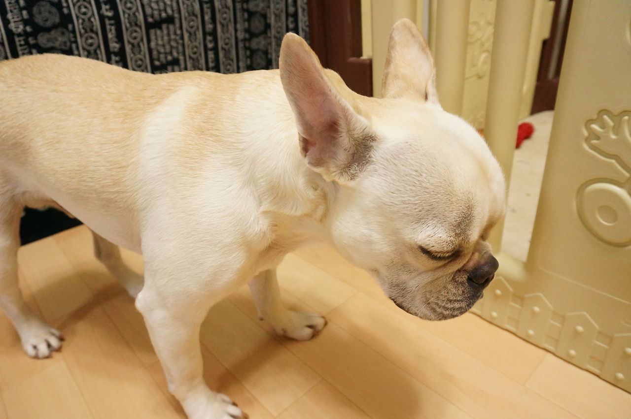 ひとこぶまさお フレンチブルドッグまさお日記 ひとこぶまさお フレンチブルドッグまさお日記
