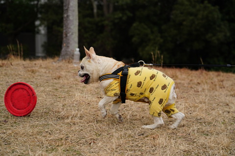 DSC01918 - コピー - コピー