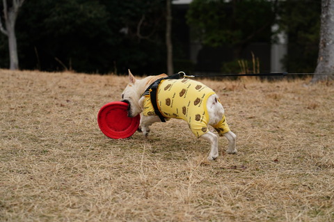 DSC01924 - コピー - コピー (2)