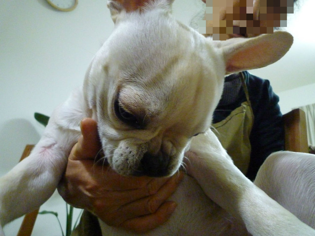 今後の方針 ﾌﾚﾝﾁﾌﾞﾙﾄﾞｯｸﾞまさお日記