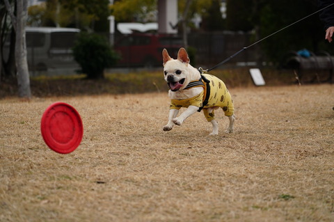 DSC01991 - コピー (2)