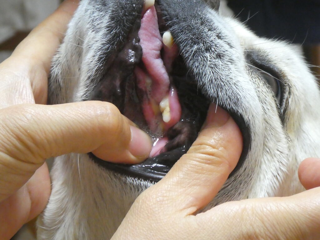 歯抜け 歯折れ ﾌﾚﾝﾁﾌﾞﾙﾄﾞｯｸﾞまさお日記