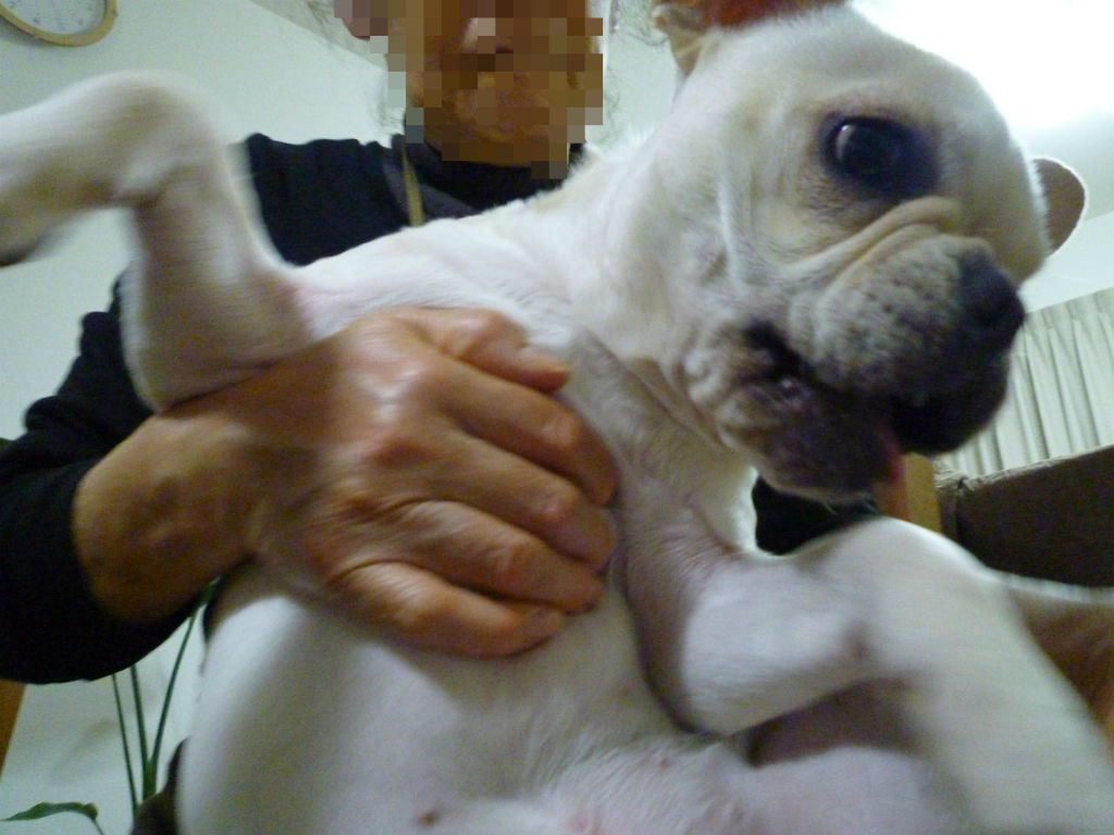 今後の方針 ﾌﾚﾝﾁﾌﾞﾙﾄﾞｯｸﾞまさお日記