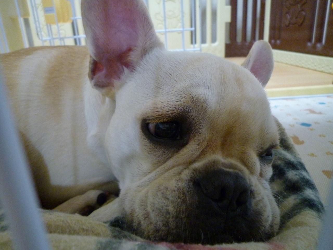 今後の方針 ﾌﾚﾝﾁﾌﾞﾙﾄﾞｯｸﾞまさお日記