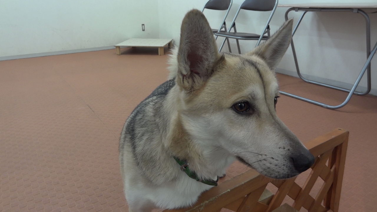 今後の方針 ﾌﾚﾝﾁﾌﾞﾙﾄﾞｯｸﾞまさお日記