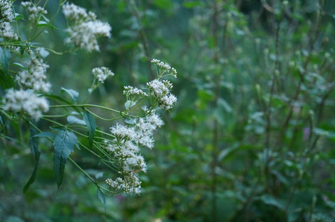 DSC08050