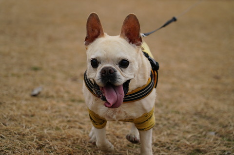 DSC01956 - コピー (2)