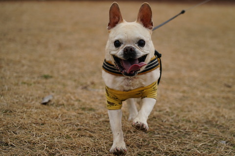 DSC01954 - コピー (2)