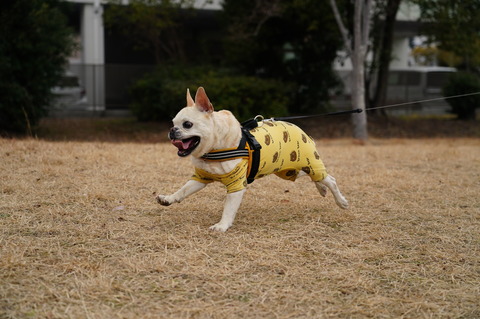 DSC01909 - コピー - コピー (2)