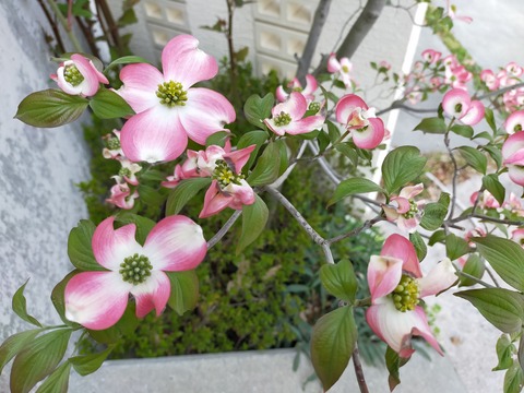 IMG20220419150214