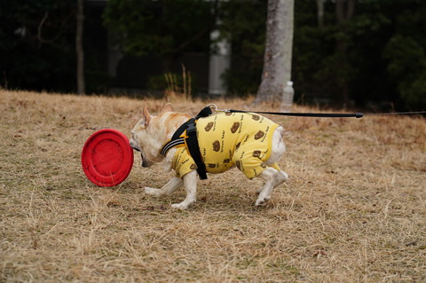 DSC01921 - コピー - コピー