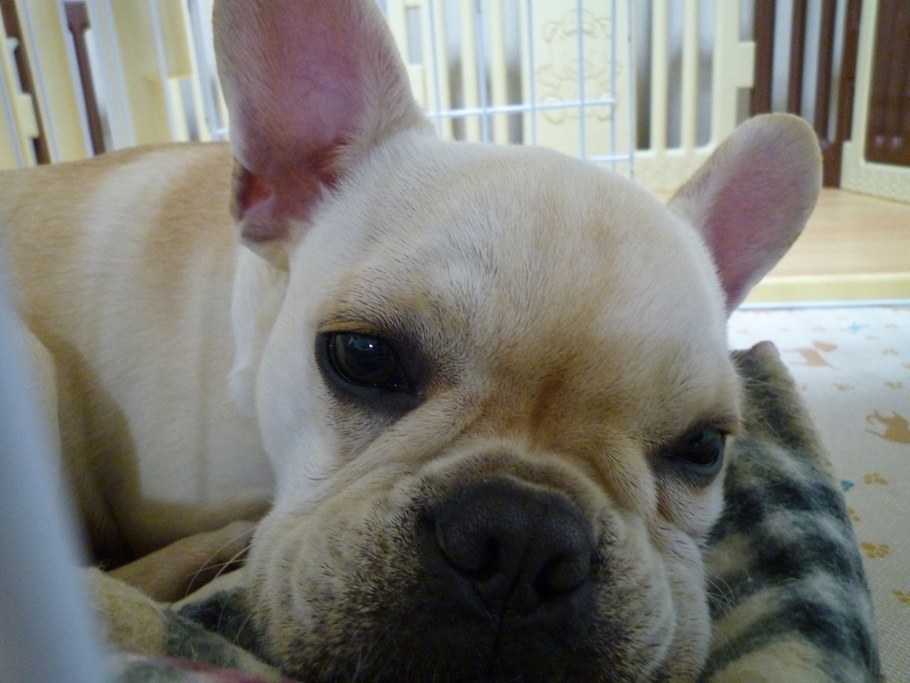 今後の方針 ﾌﾚﾝﾁﾌﾞﾙﾄﾞｯｸﾞまさお日記